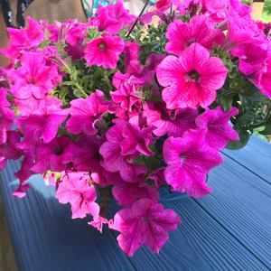 Meet your Posher, Barbara